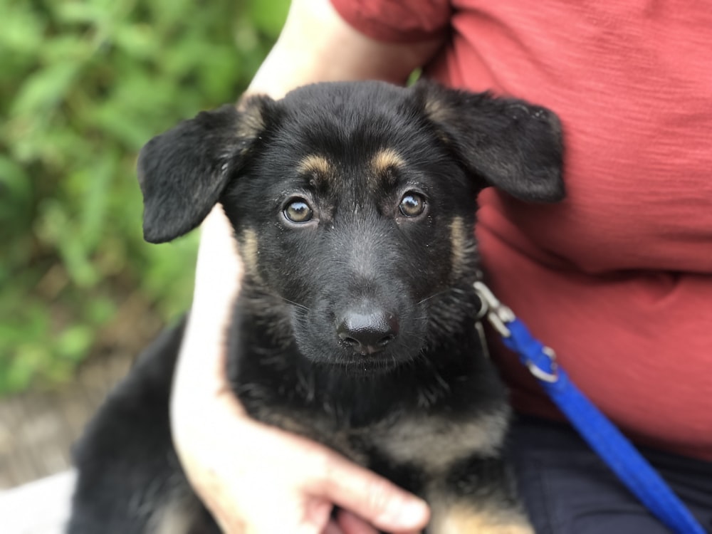 short-coat black and brown puppy beside woman