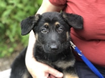 A young black and tan puppy with big, curious eyes sits in a person's lap. The person is wearing a red shirt and is holding the puppy gently. A blue leash is attached to the puppy's collar. The background features greenery, suggesting an outdoor setting.