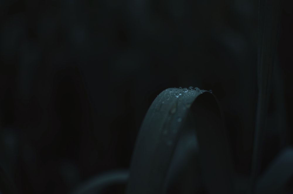 a close up of a flower with drops of water on it