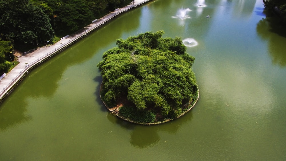 green island near lake viewing tall trees