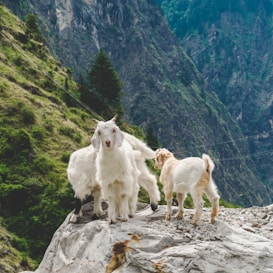Three goats stand on a rocky outcrop with a backdrop of steep, green mountains. The animals appear alert and curious, with one facing forward. The landscape features lush foliage and rugged terrain, creating a natural and serene setting.