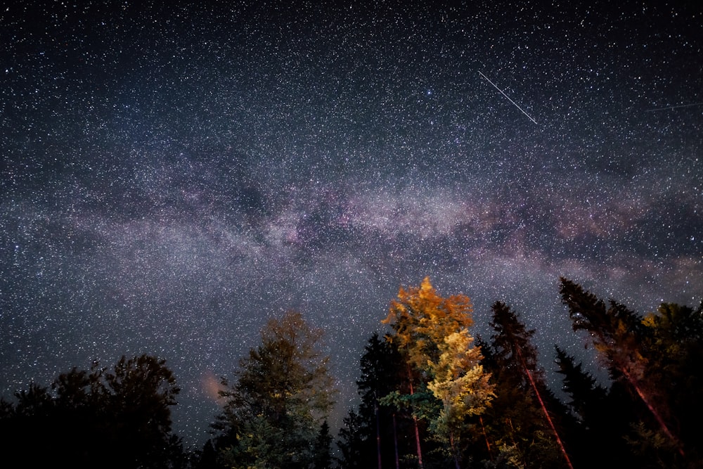 low-angle photography of trees at night