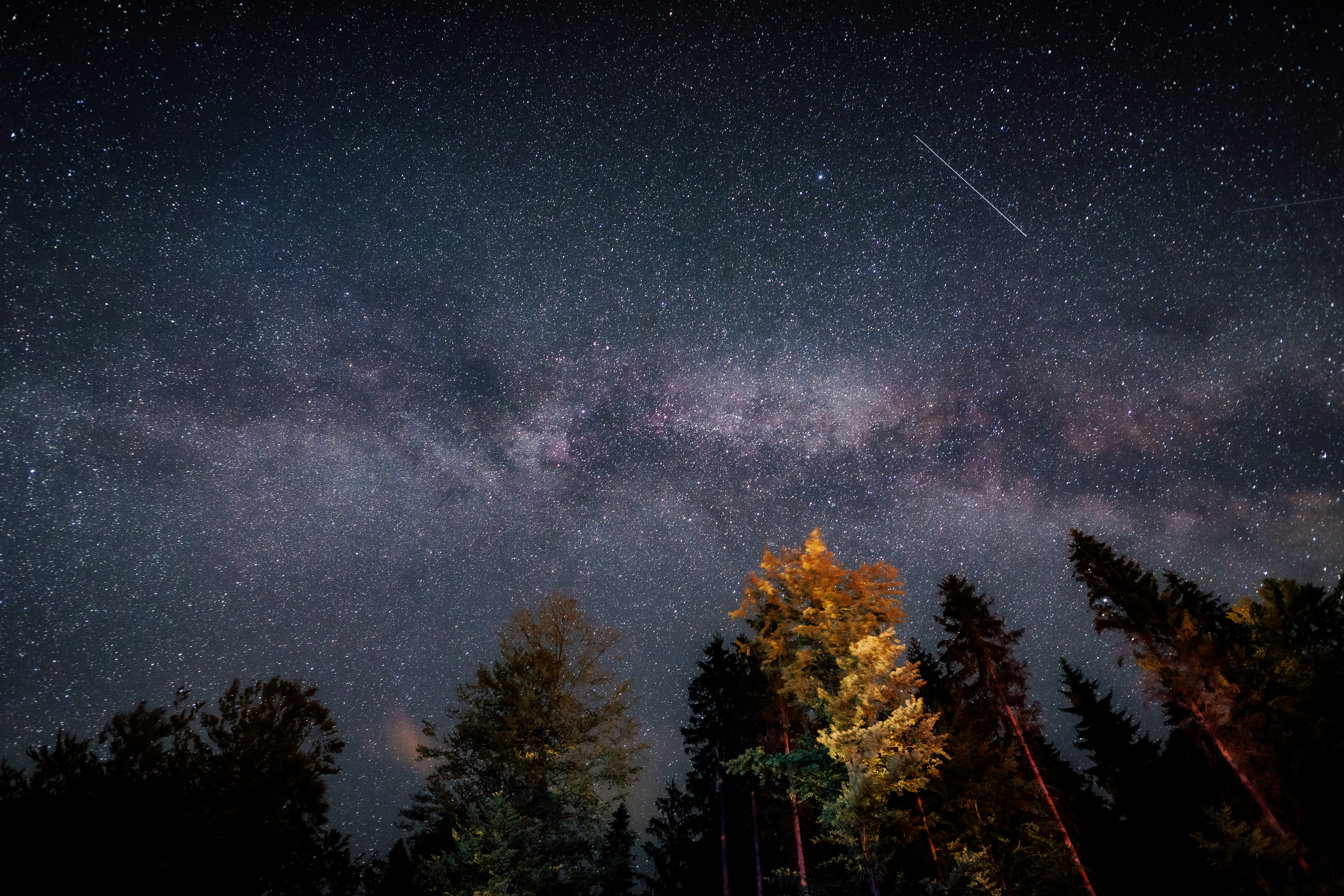 low-angle photography of trees at night