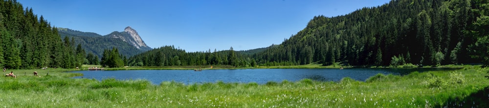 specchio d'acqua tra gli alberi