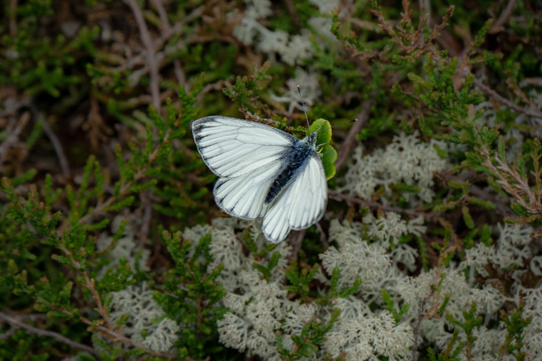 white and black butterfly on plants during daytime