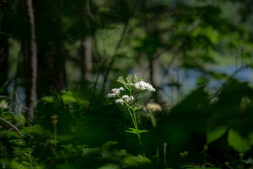 white petaled flower