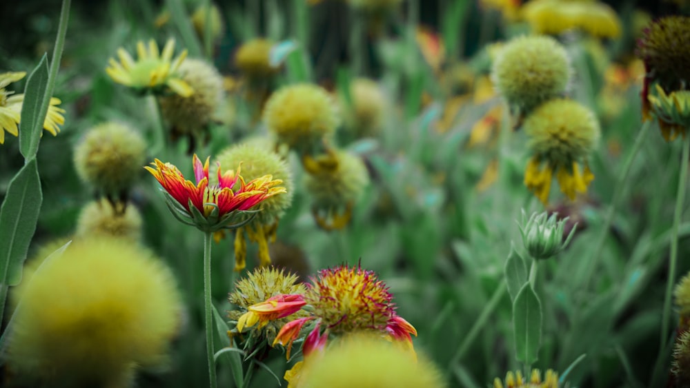 pink chrysanthemum flower field