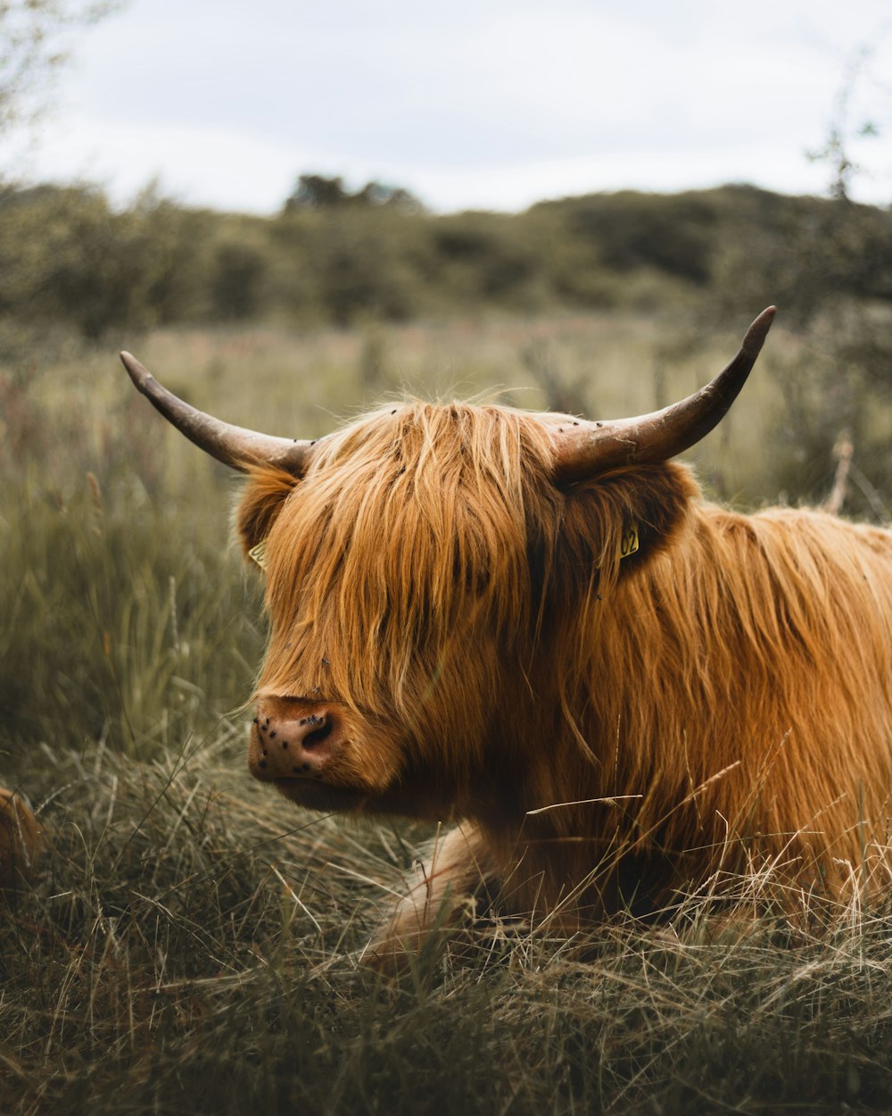 bovins Highland sur l’herbe pendant la journée