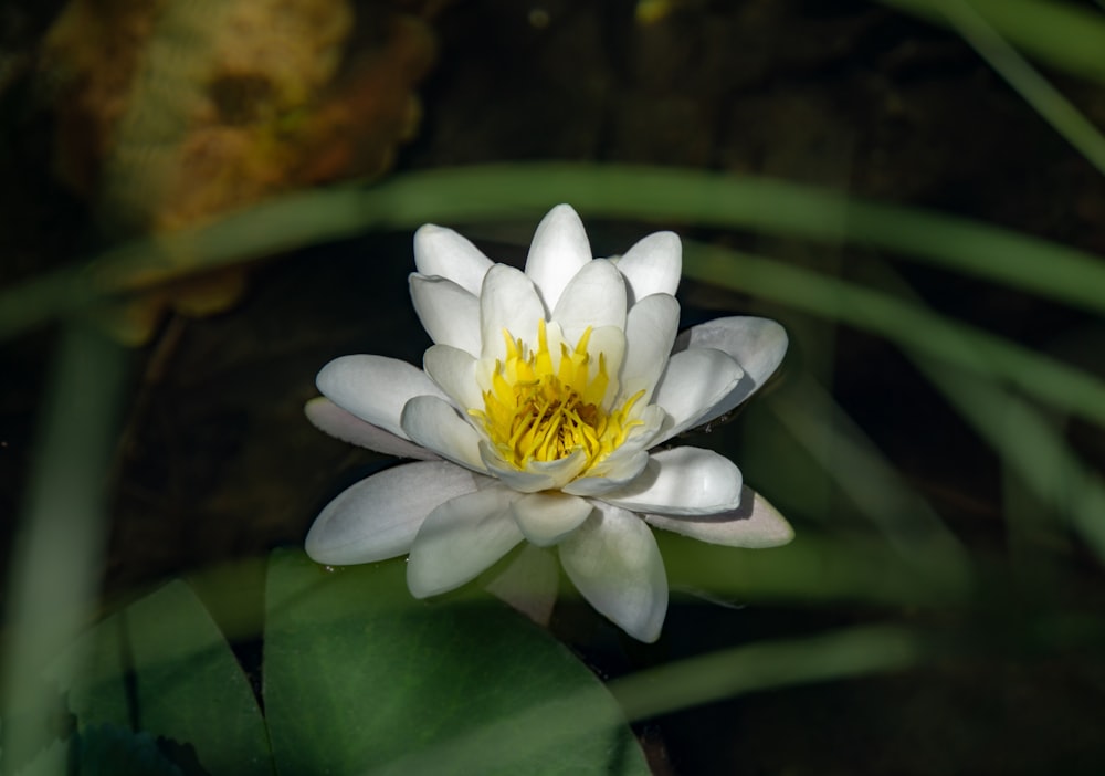 white lotus flower blooming