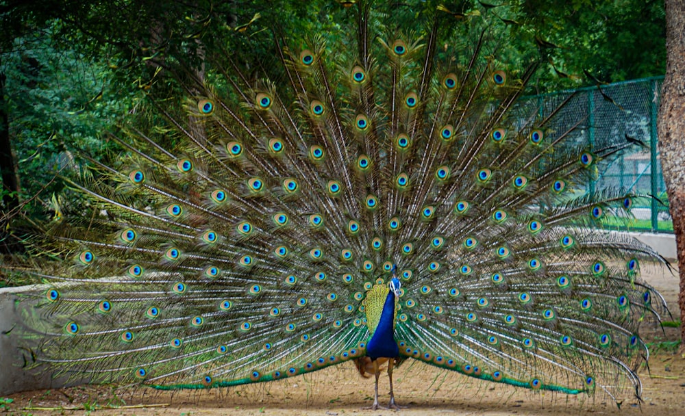 blue and green peacock on field