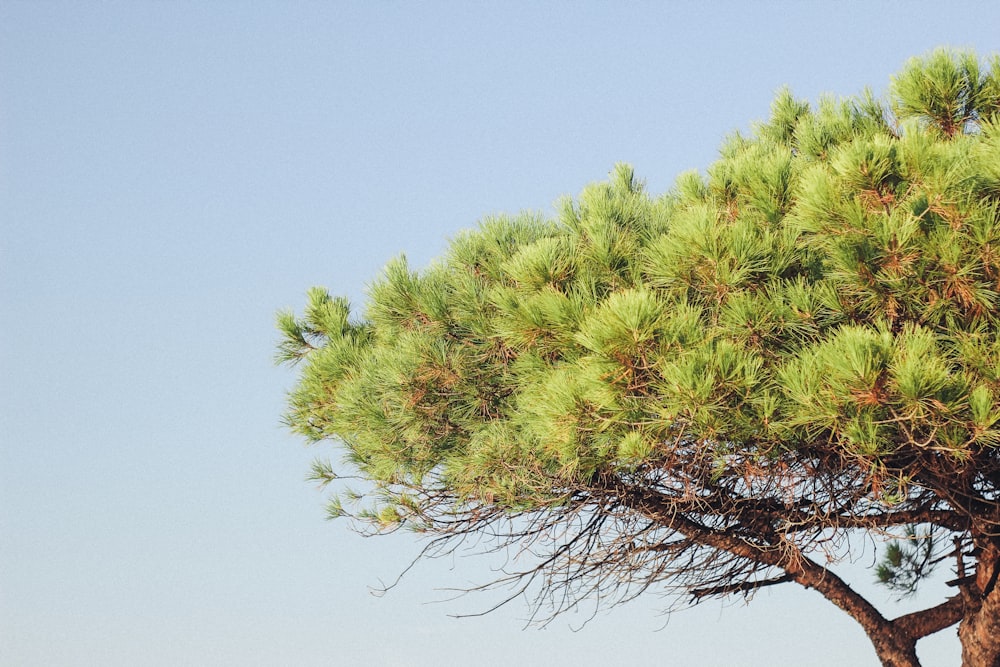 green leafed tree