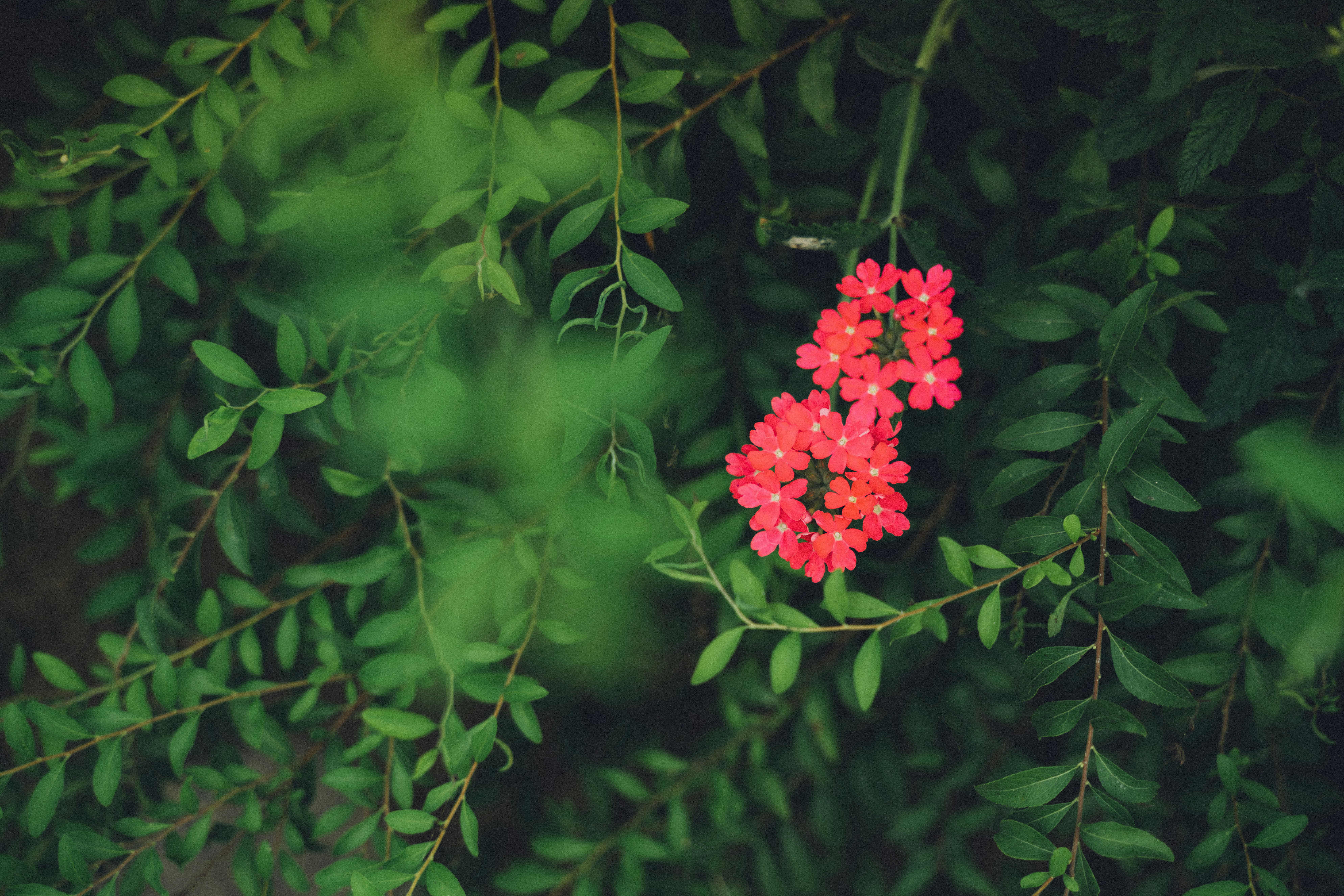 Fleurs à pétales rouges photo – Image gratuite de Fleur sur Unsplash
