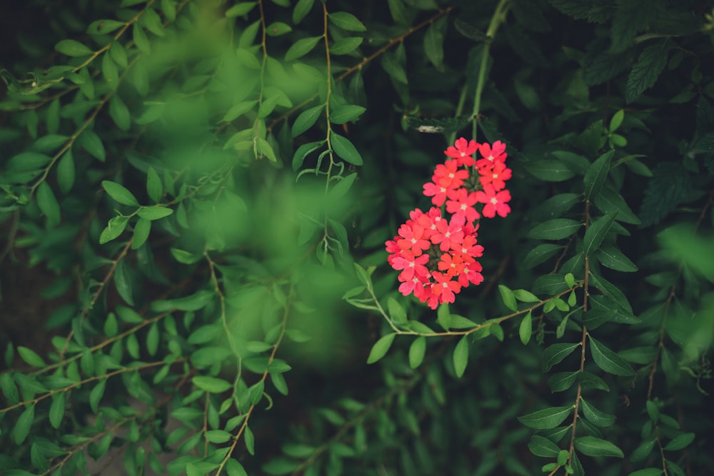 red petaled flowers