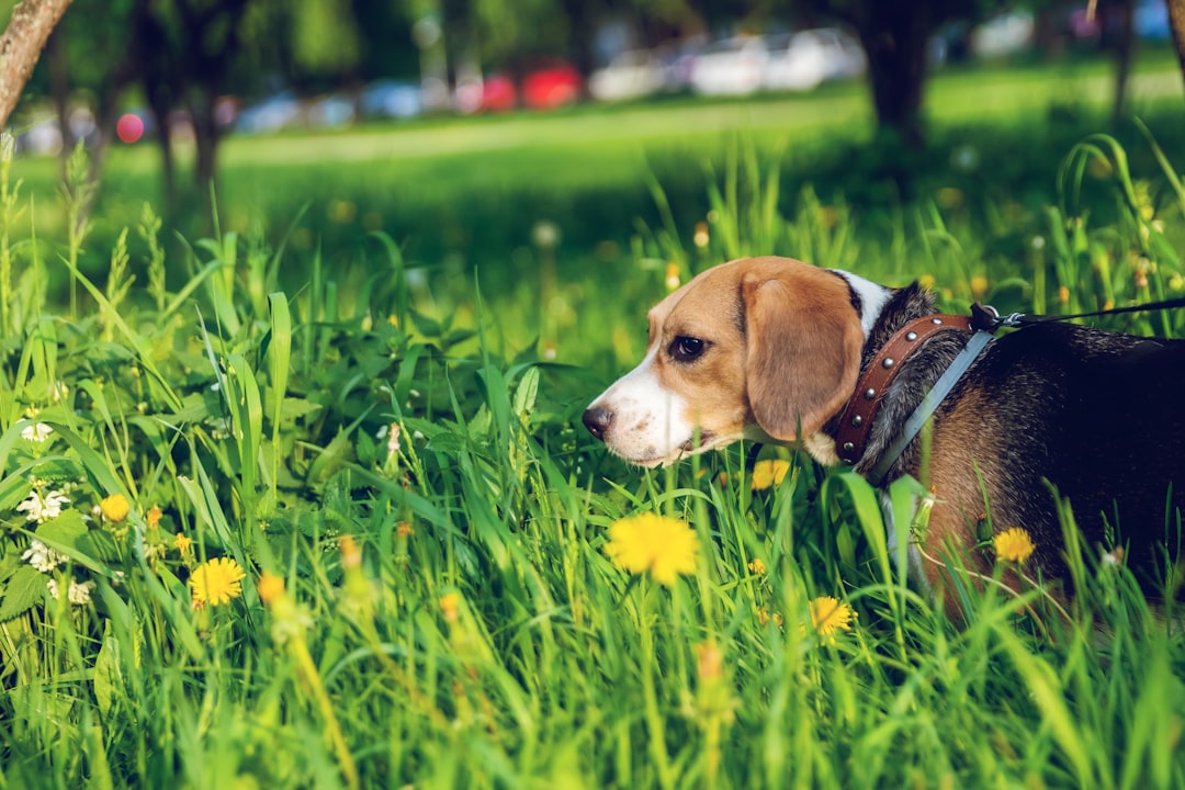 selective focus photography of short-coated brown dog on green grass