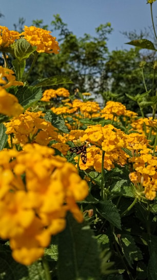 A lush garden with native wildflowers, buzzing bees, and a small bird perched on a branch.