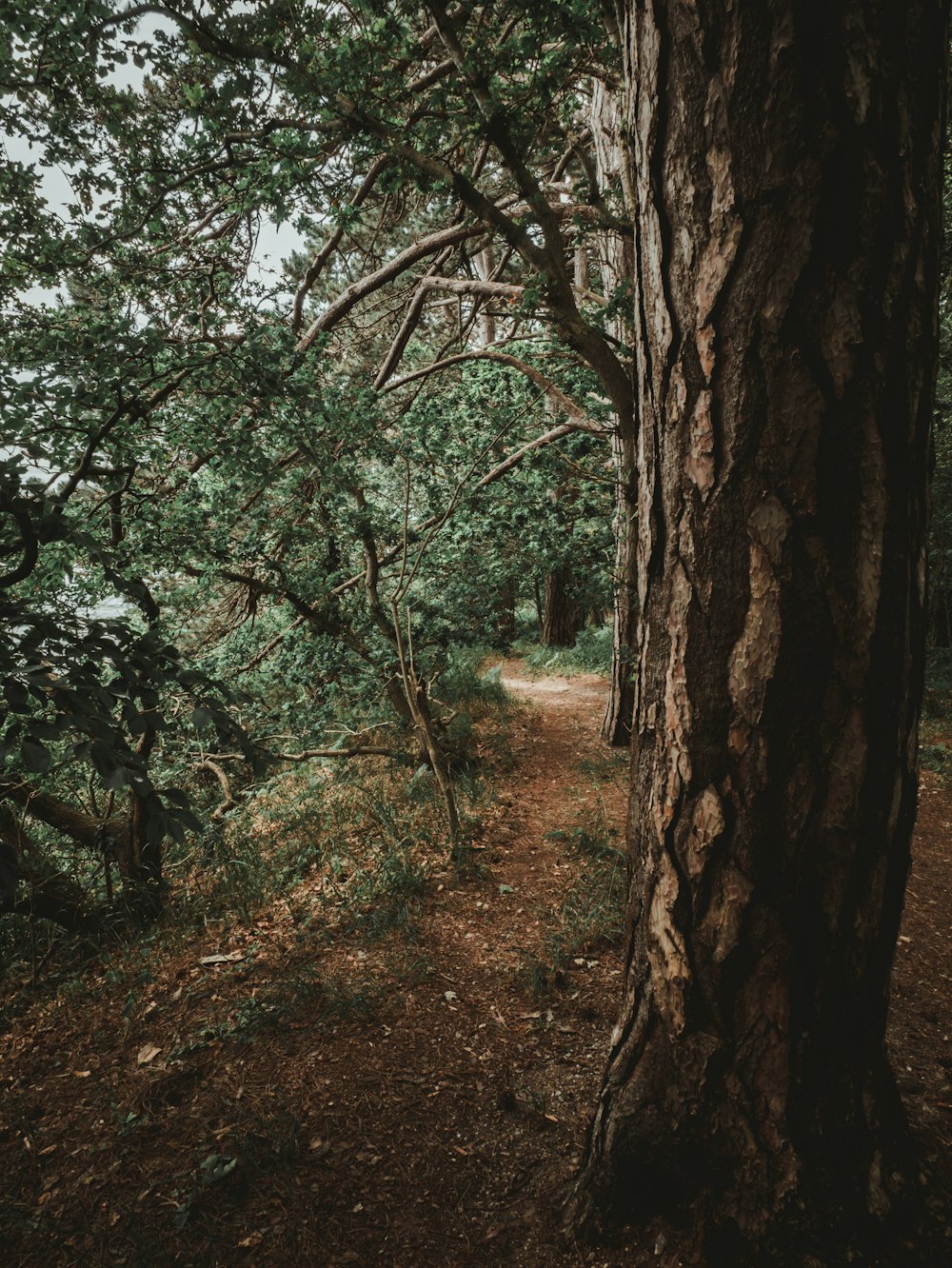 green trees during daytime