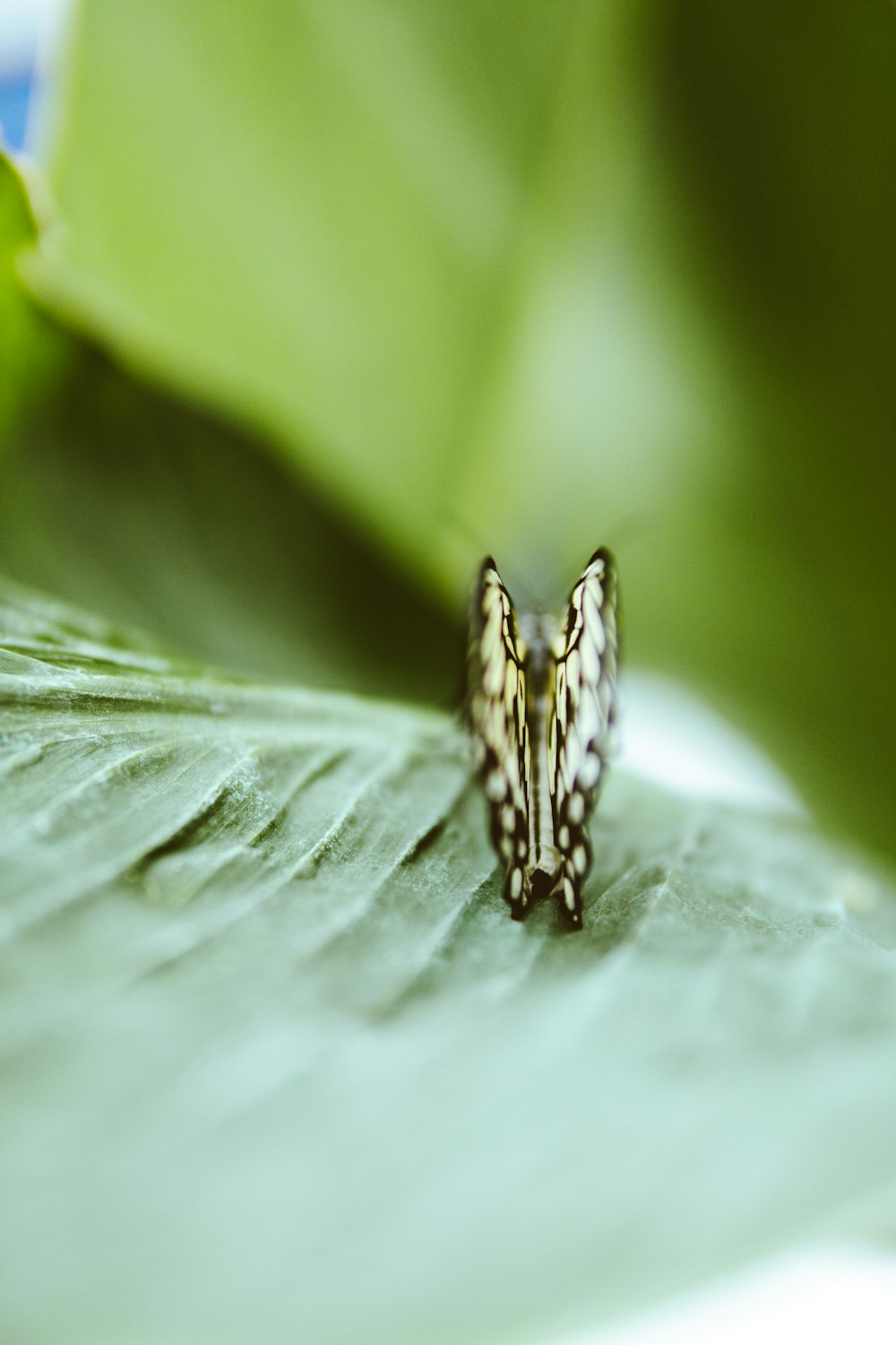 yellow and black butterfly on leaf