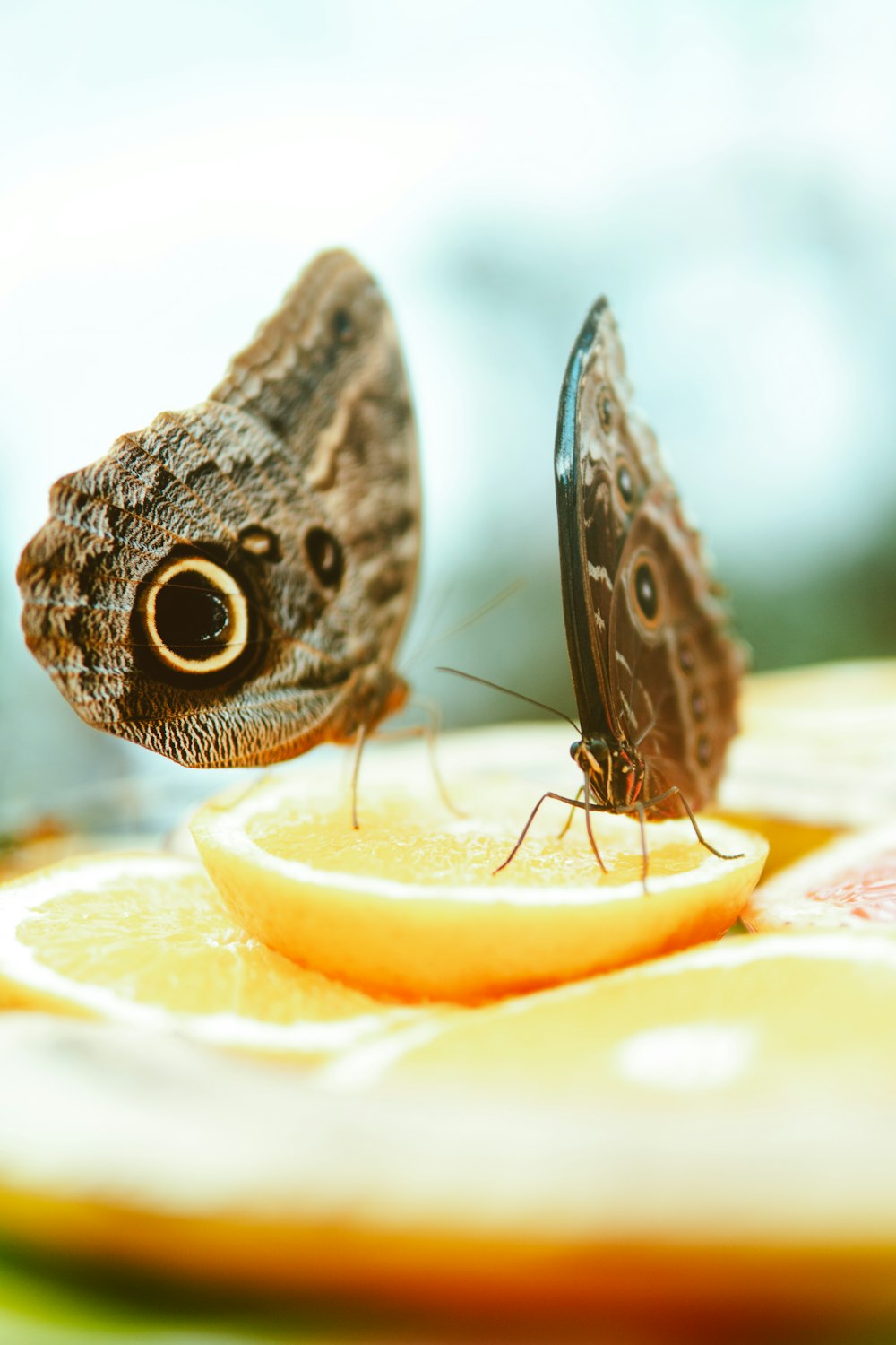zwei braune Schmetterlinge auf Zitronenscheibe