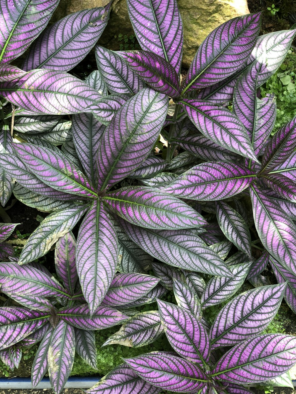 緑と紫の葉の植物