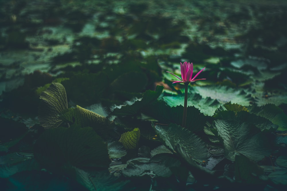 red lotus flower