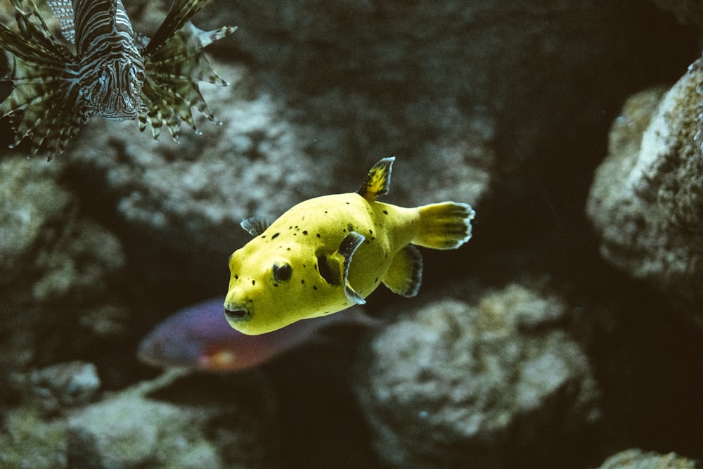 yellow and black fish close-up photography