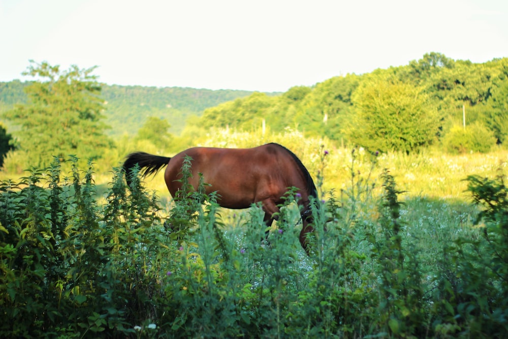 brown horse grazing