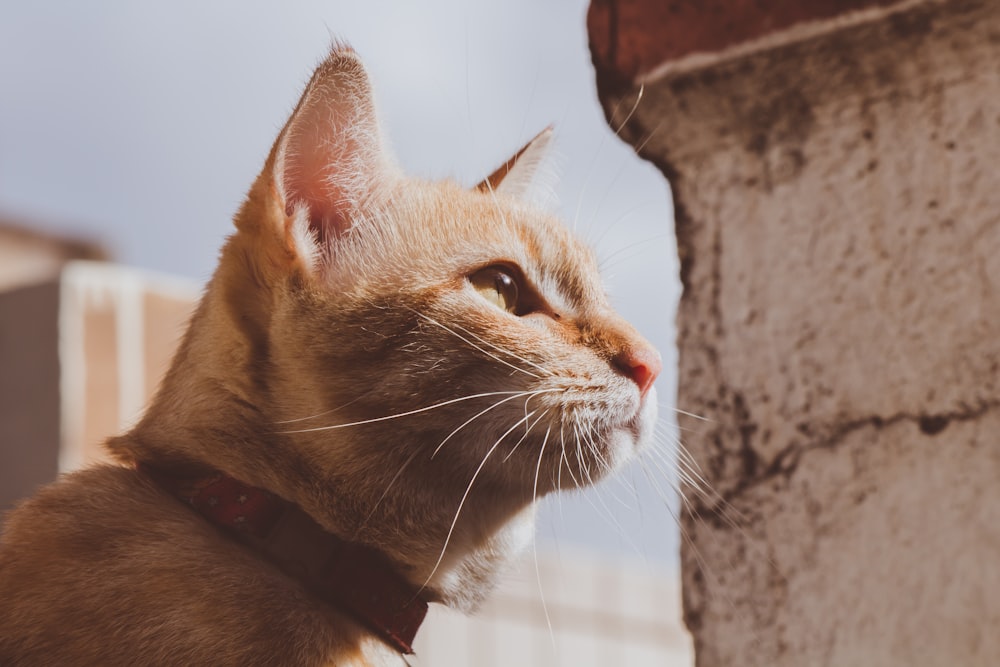 orange tabby cat facing right side