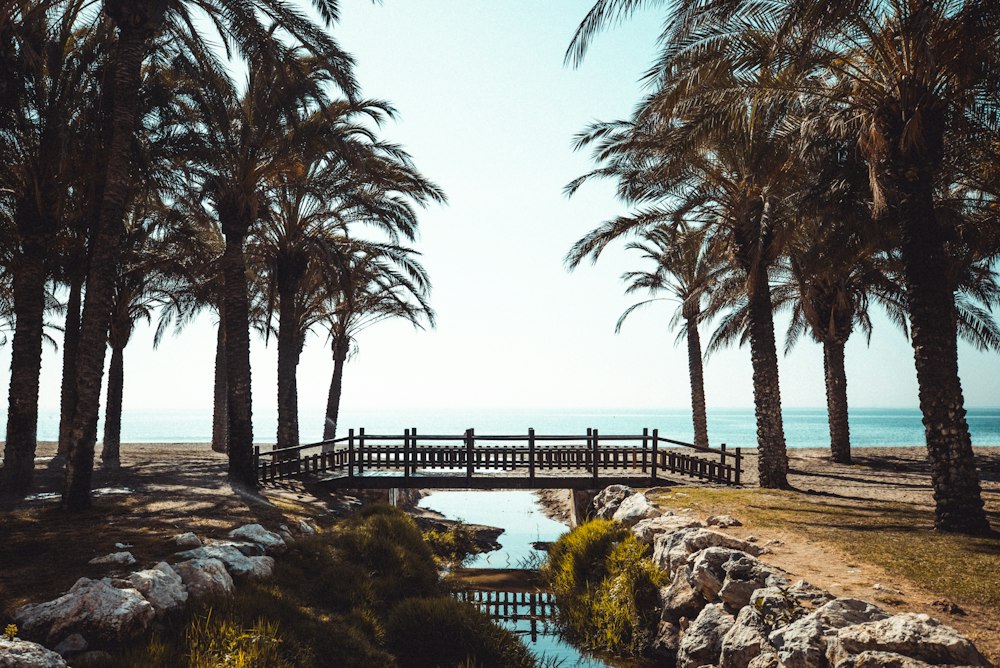Paseo marítimo con palmeras en Torremolinos