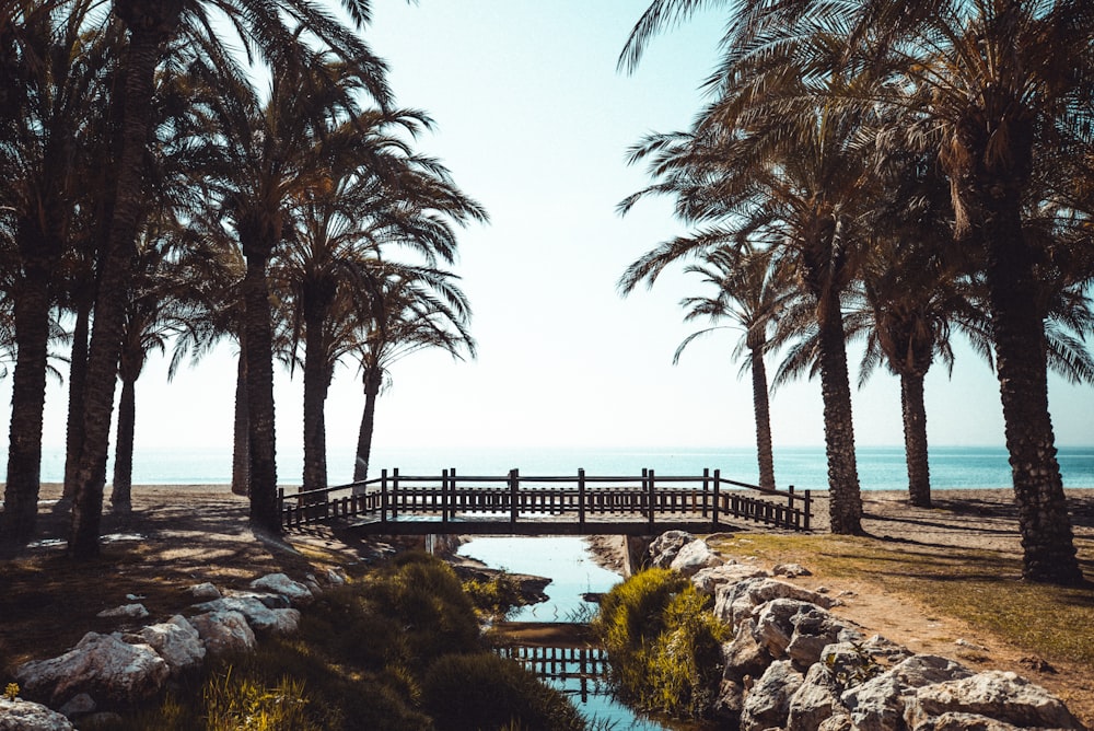 green coconut palm trees