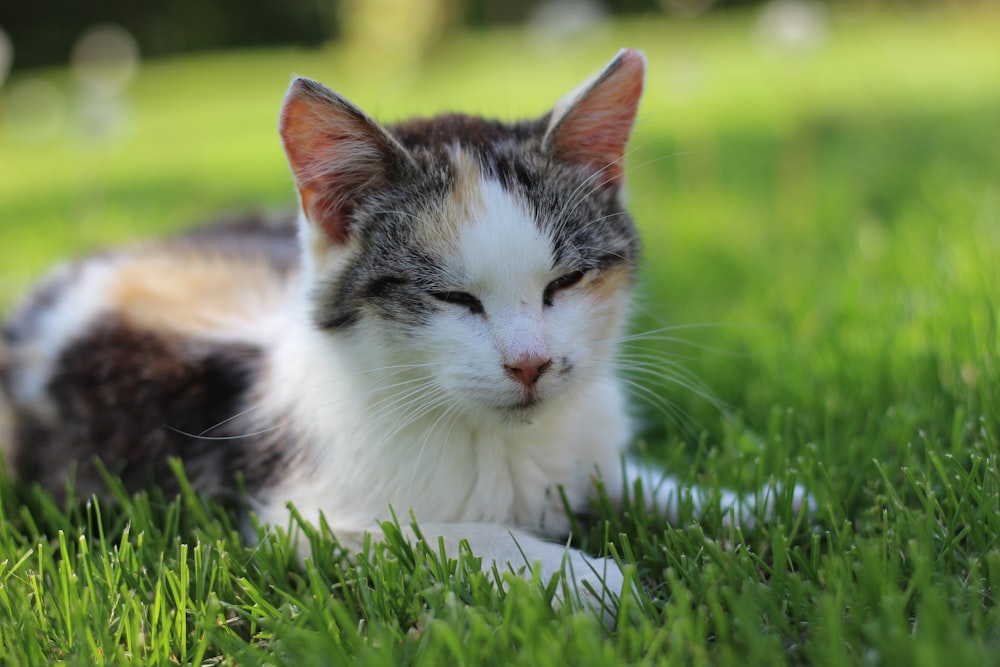 short-fur white and black cat