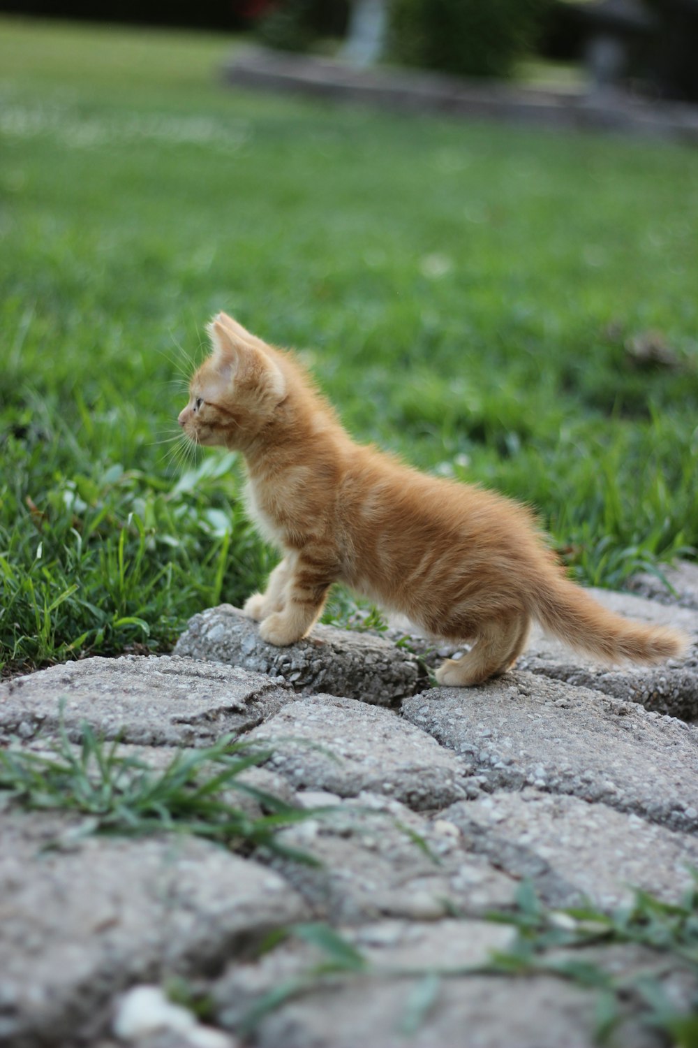 short-fur brown kitten