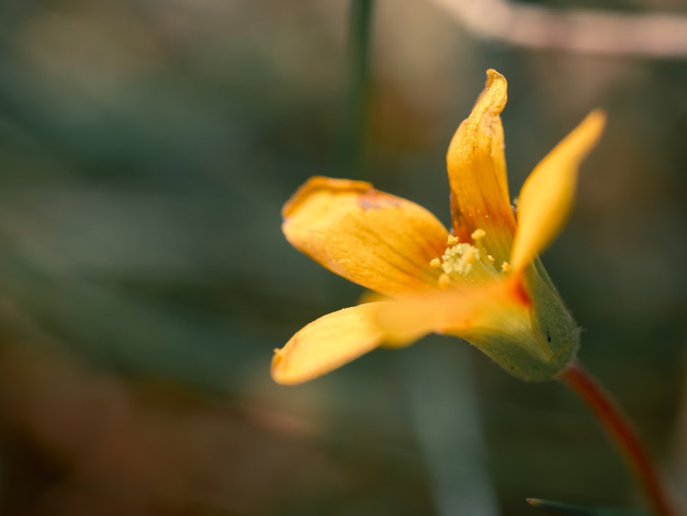 blooming yellow petaled flower