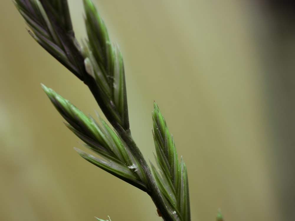 gambo della pianta del grano verde