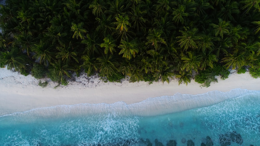 high-angle photography of green trees beside body of water at daytime