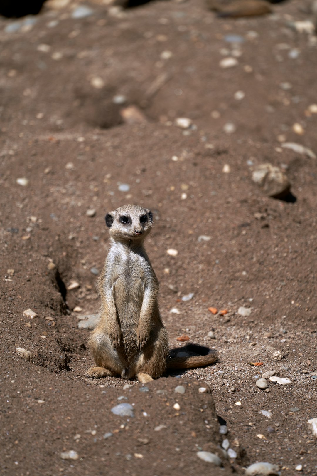 gray meercat on gray soil