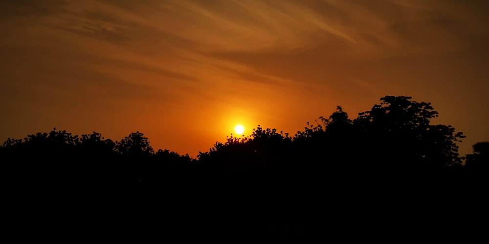 silhouette of tree