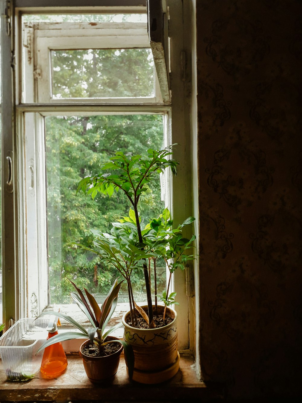 green leaf plant on pot near window