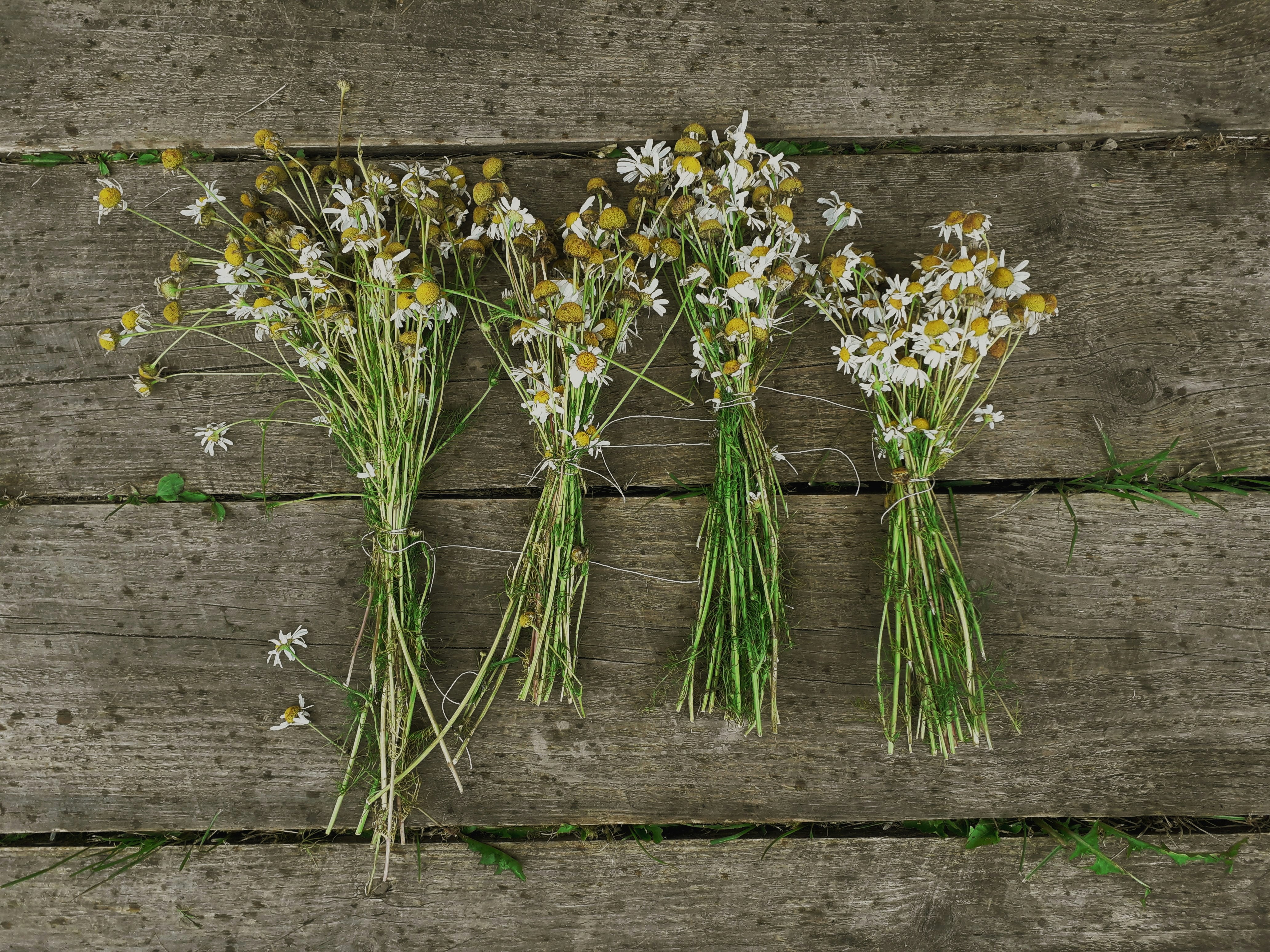 Gänseblümchen-Blüten