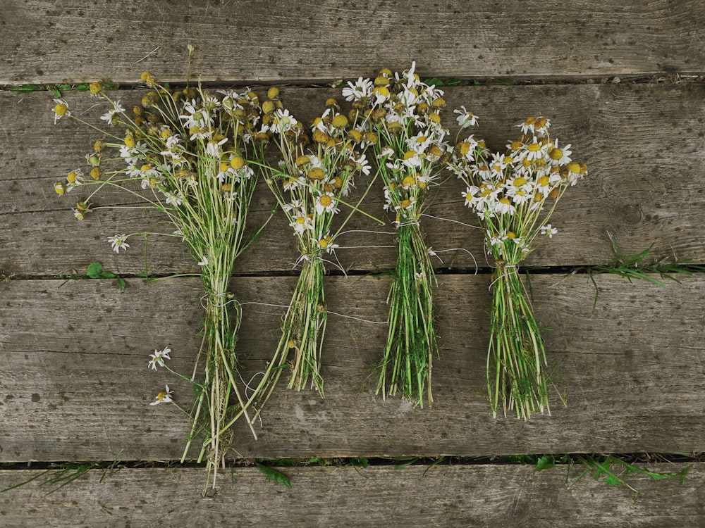 daisy flowers