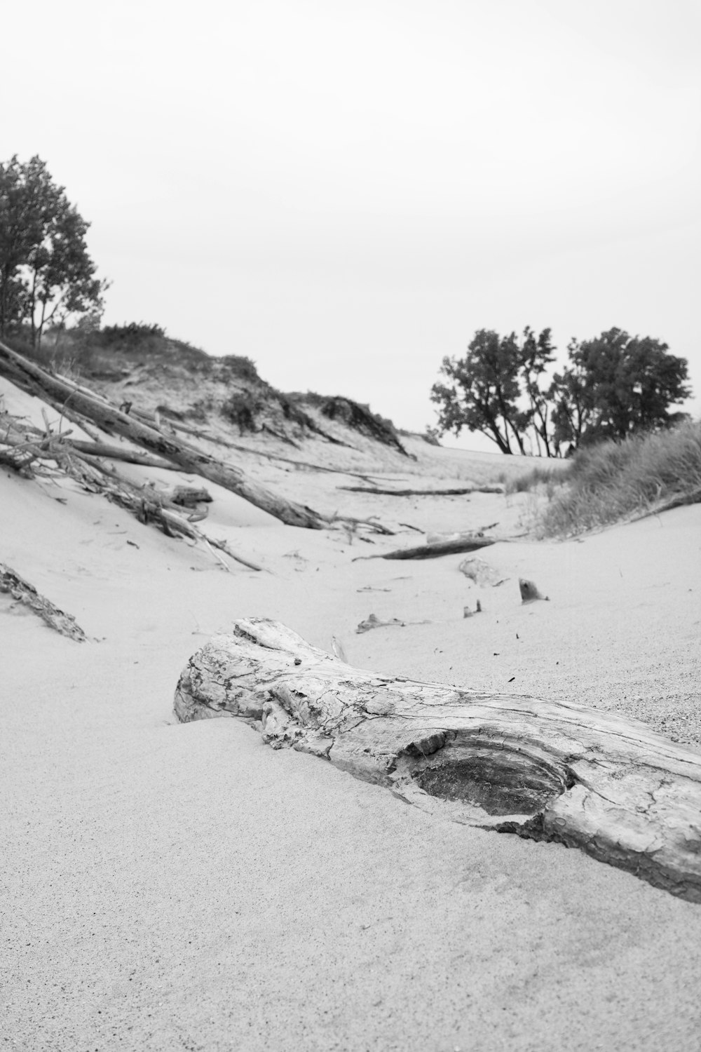 grayscale photography of trees near body of water