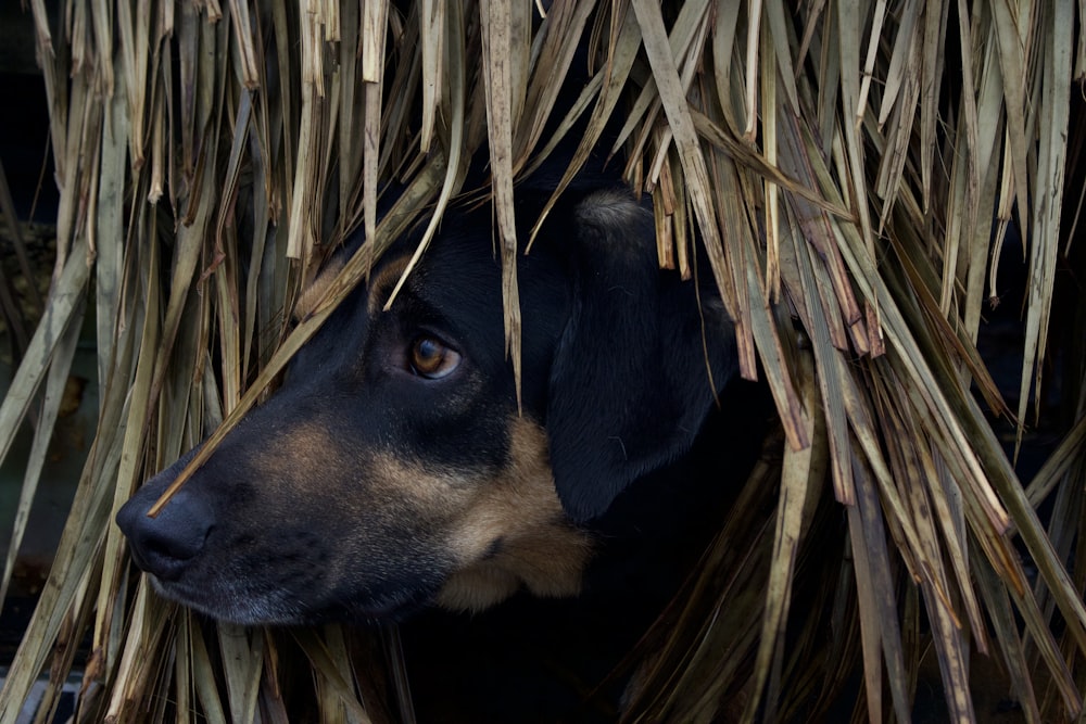 short-coated black and tan dog hiding in the hay