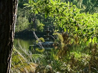 Peaceful corner with plants and a small water fountain, symbolizing emotional balance.