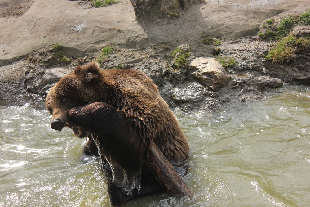 brown bear