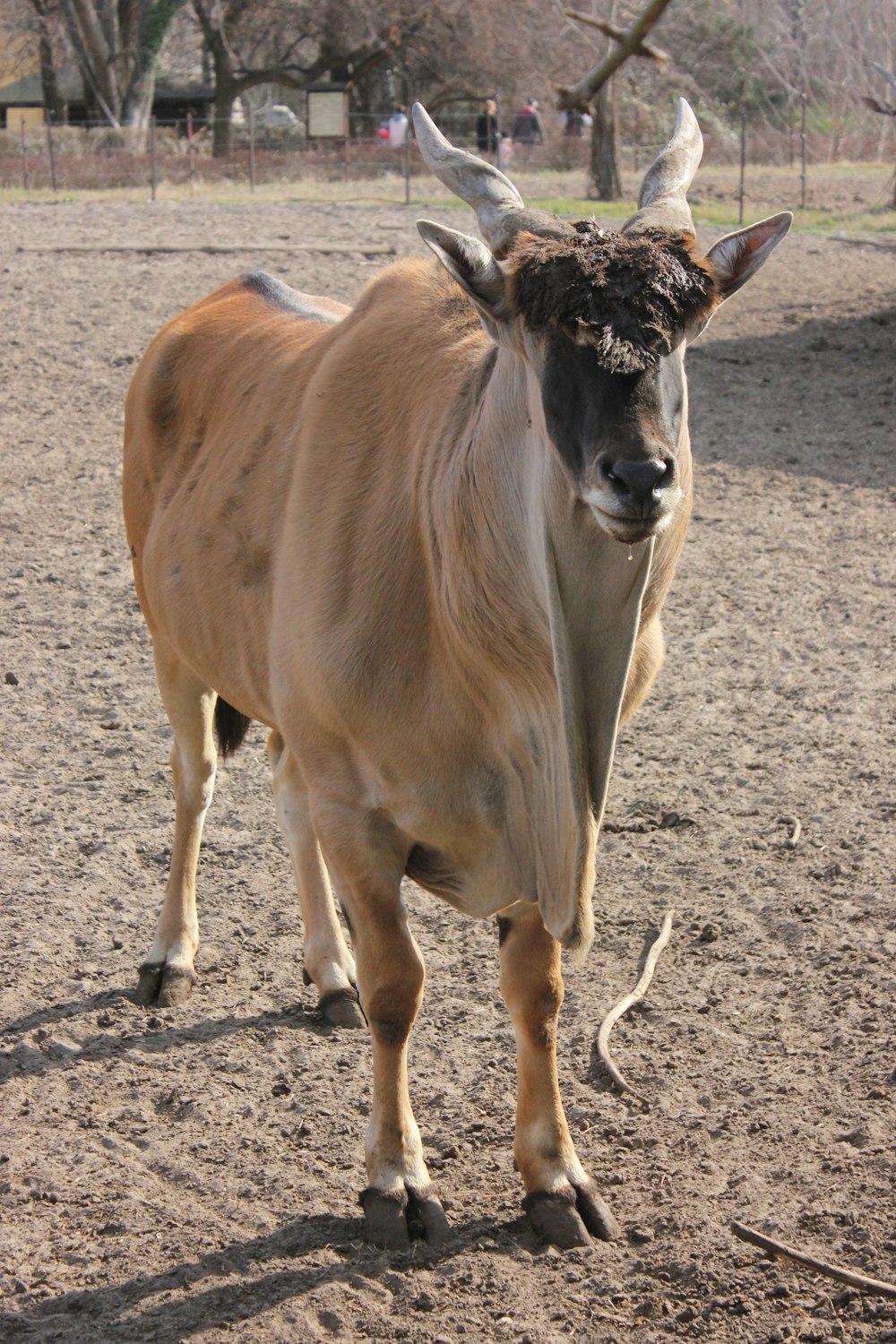 animal bege perto da água