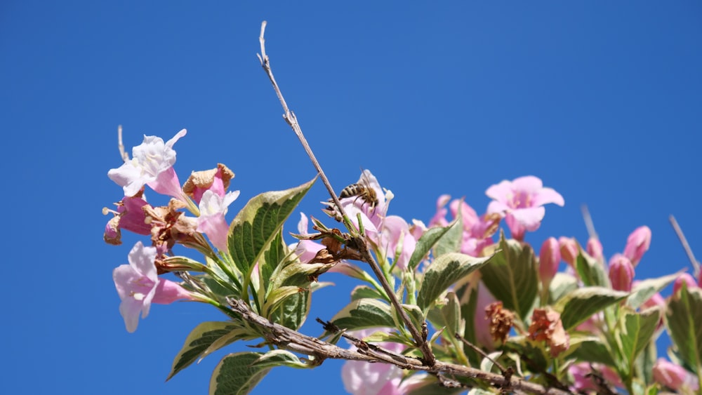 wink petaled flower