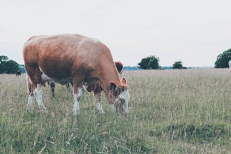 Close-up of a healthy heifer grazing peacefully in a green field.