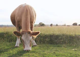 Cattle grazing peacefully on a wide pasture under a clear sky.