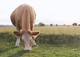 A peaceful pasture with Nelore Pintado cattle grazing under a clear sky.