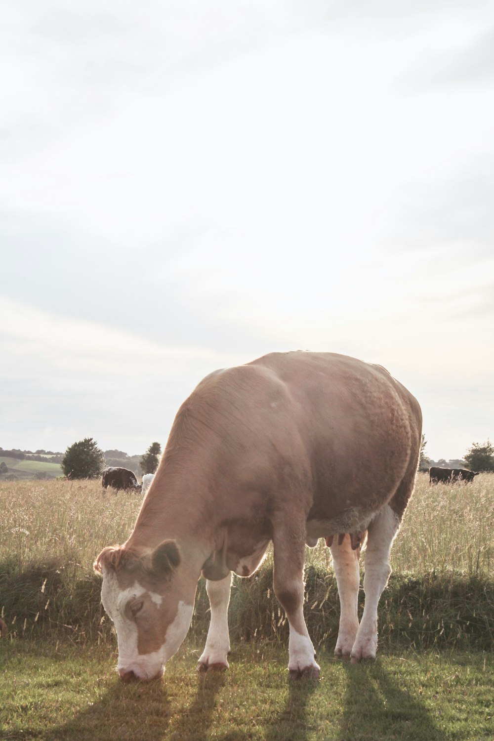 cow eating grass