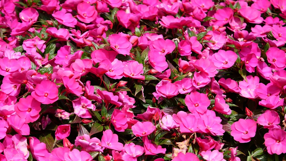 pink flowers in bloom